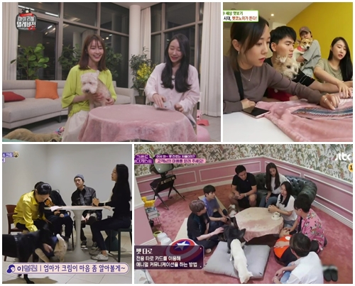왕왕 이미지